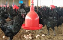 Conheça o frango que vale até US$ 6 mil: por dentro da indústria das galinhas pretas