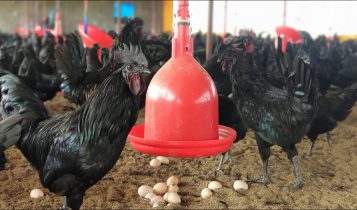 Conheça o frango que vale até US$ 6 mil: por dentro da indústria das galinhas pretas
