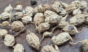 memoria de defesa contra seca e pragas em plantas