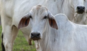 Pecuária brasileira encerra 2025 projetando um futuro mais tecnológico e sustentável