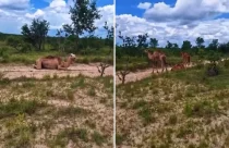 Camelos no cerrado brasileiro? Entenda como dromedários foram parar no Jalapão