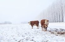 Frio histórico: como o “forno” natural do gado o mantém quente