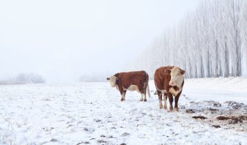 Frio histórico: como o “forno” natural do gado o mantém quente