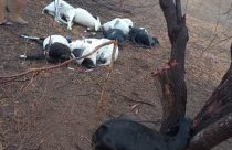 Raio mata 12 ovelhas no RN e causa prejuízo a criador no Oeste Potiguar