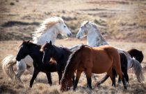 Abate aéreo de cavalos selvagens – mais de 9.000 – na Austrália vira guerra política; entenda