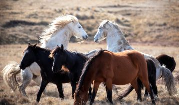 Abate aéreo de cavalos selvagens – mais de 9.000 – na Austrália vira guerra política; entenda