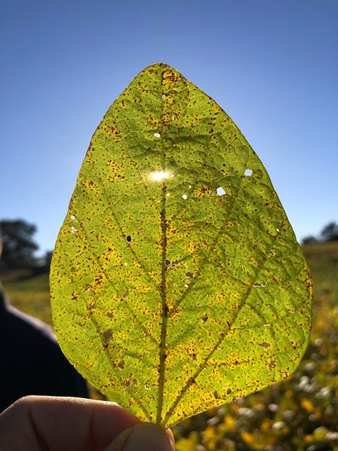 Avanço de doenças na soja pode impactar resultados da safra: monitoramento e manejo eficientes são decisivos para assegurar produtividade