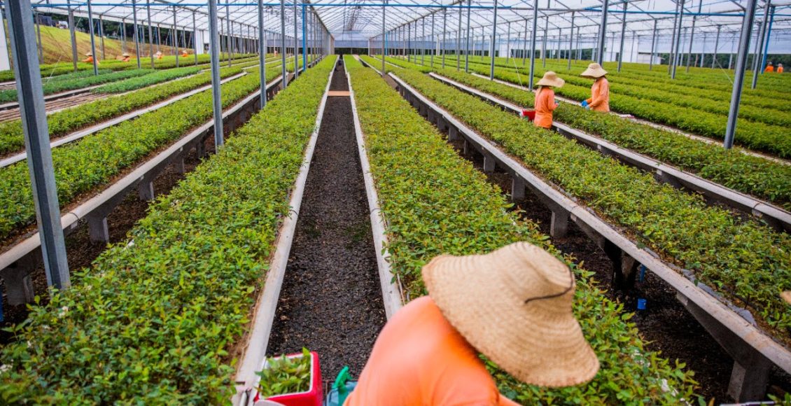 Silvicultura de precisão eleva produtividade do setor florestal