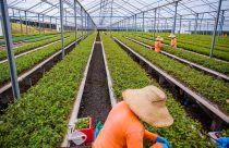 Silvicultura de precisão eleva produtividade do setor florestal