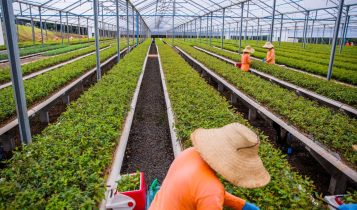 Silvicultura de precisão eleva produtividade do setor florestal
