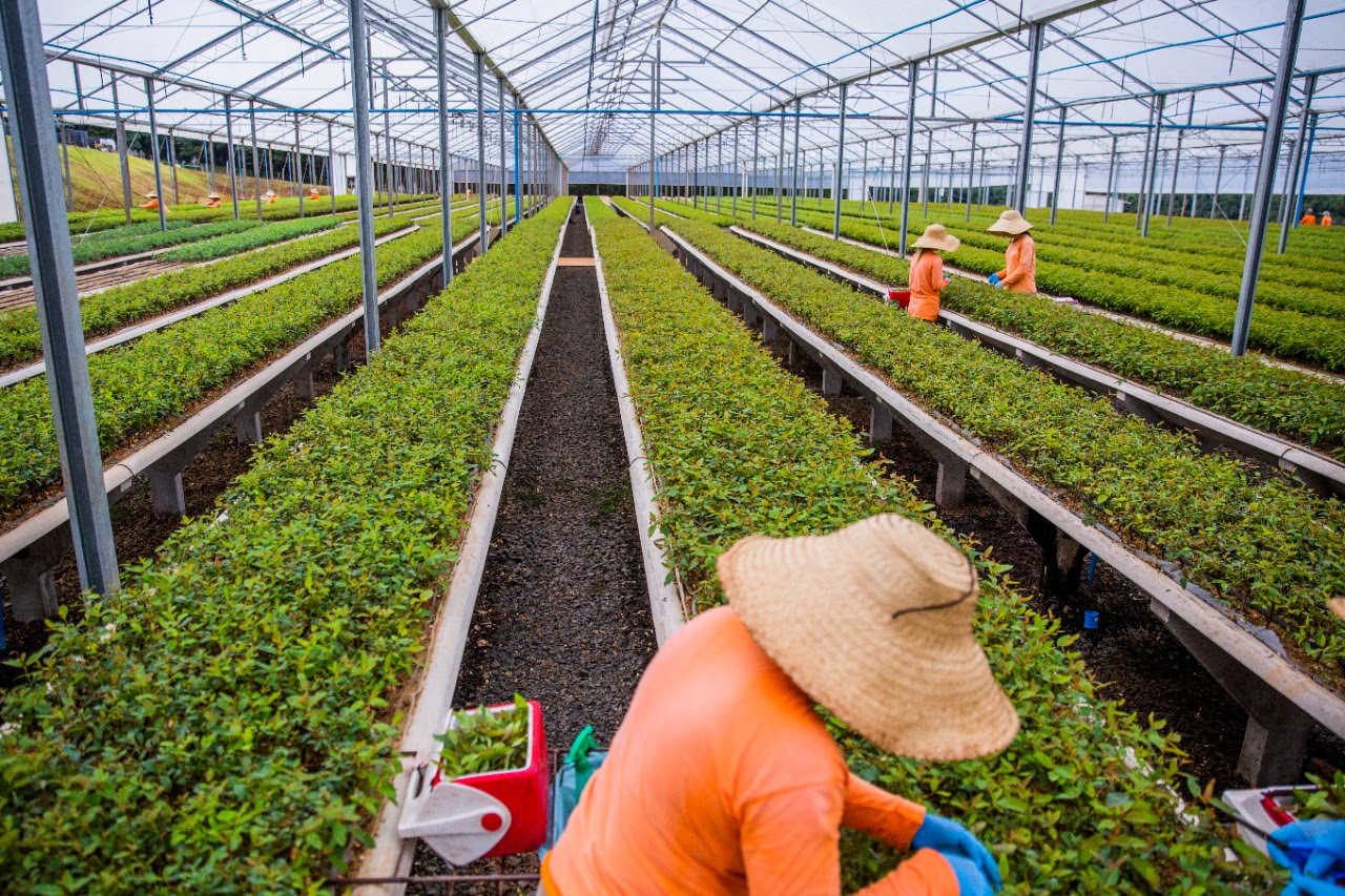 Silvicultura de precisão eleva produtividade do setor florestal