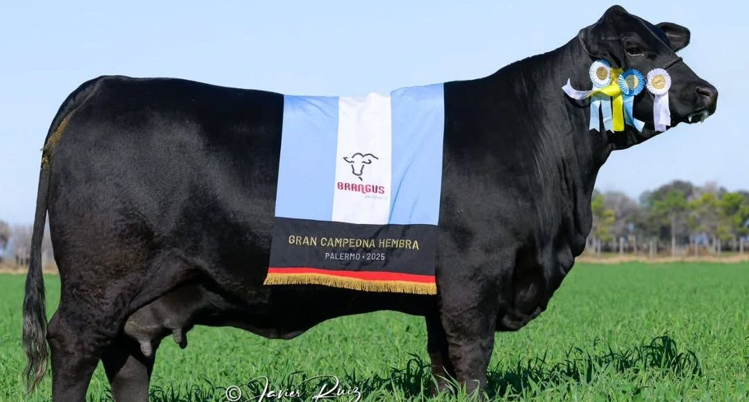 vaca brangus denis