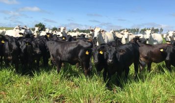 vacada nelore com bezerro meio sangua angus no pe - cruzamento industrial