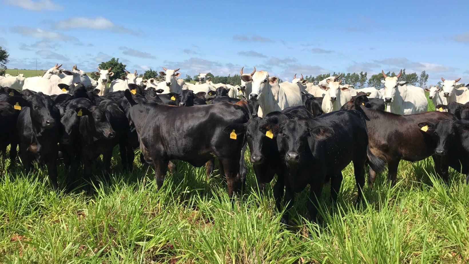 vacada nelore com bezerro meio sangua angus no pe - cruzamento industrial