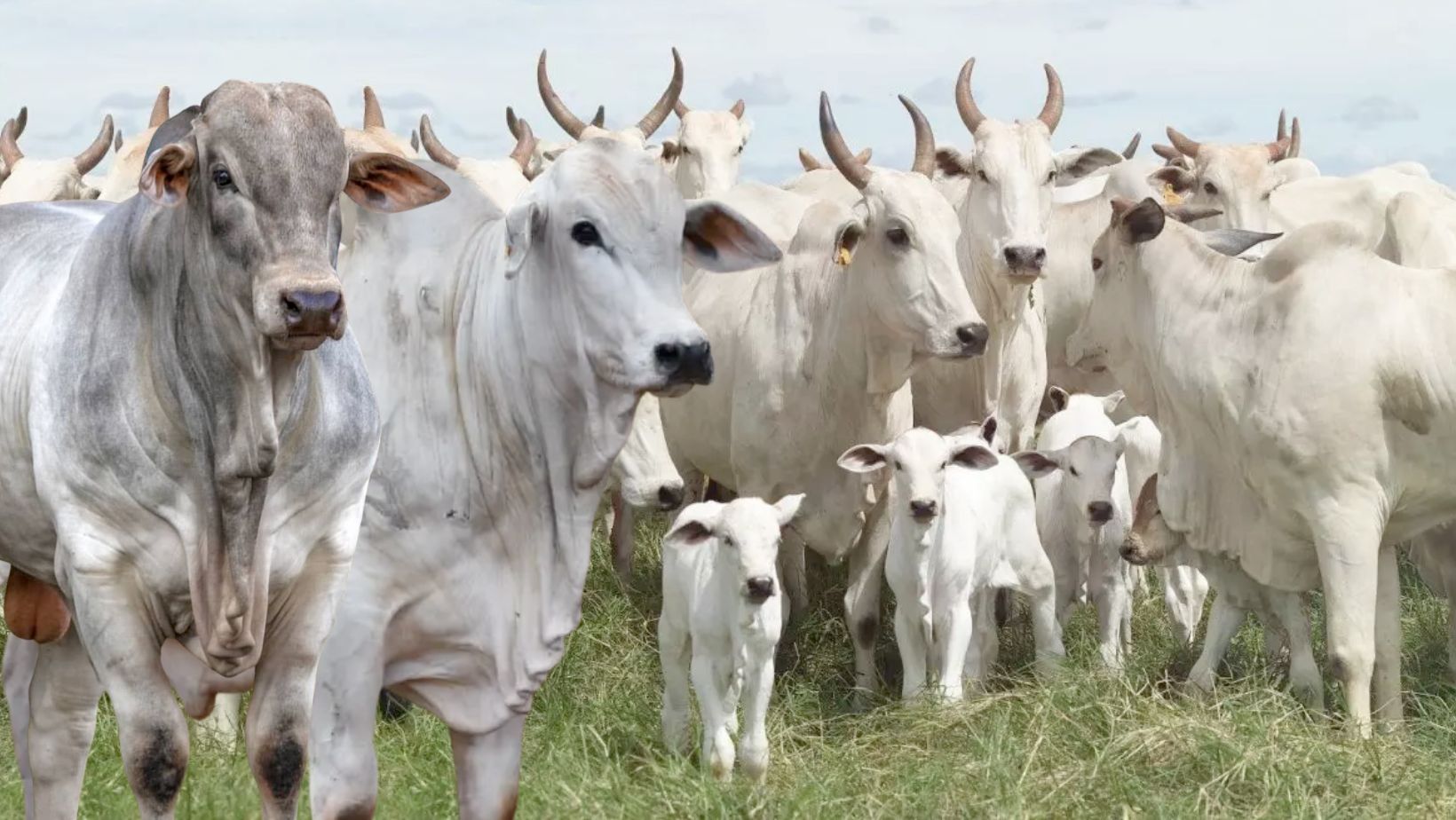 vacada nelore com touros nelore po - programa de melhoramento genetico