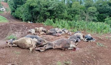vacas mortas por intoxicacao no rio grande do sul