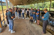 Gestão, genética e manejo elevam produtividade e renda na bovinocultura de leite