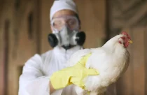 Após retomada com a China, Brasil entra em alerta com novos casos de gripe aviária na Argentina