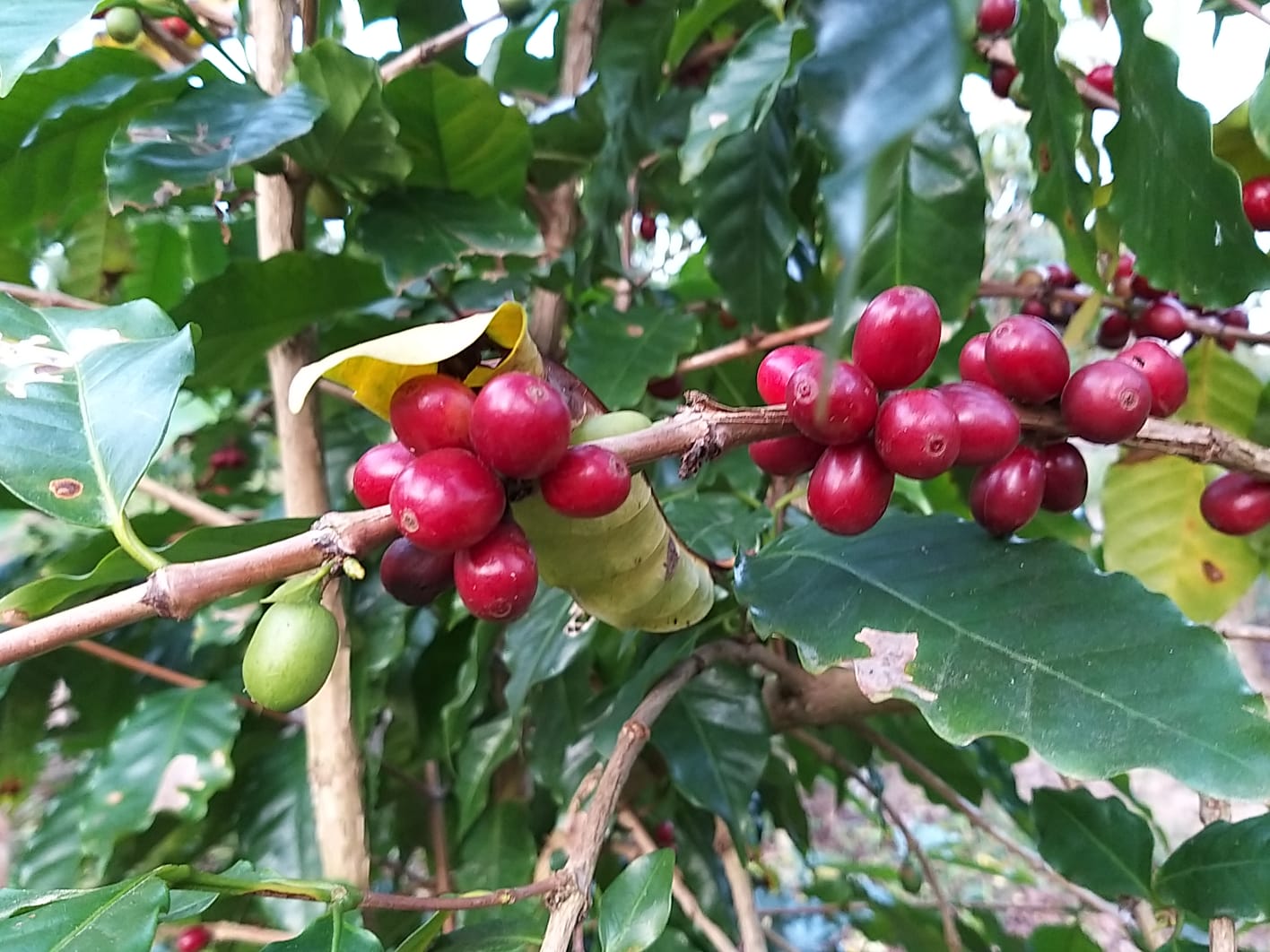A Sape instituiu o Projeto Café Sombreado Catarinense