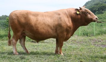 Nem Wagyu, nem Angus: conheça o Hanwoo, a carne mais exclusiva e valorizada da Ásia