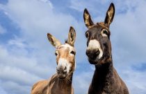 O enigma dos híbridos: por que burros e mulas quase nunca têm filhotes