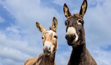 O enigma dos híbridos: por que burros e mulas quase nunca têm filhotes