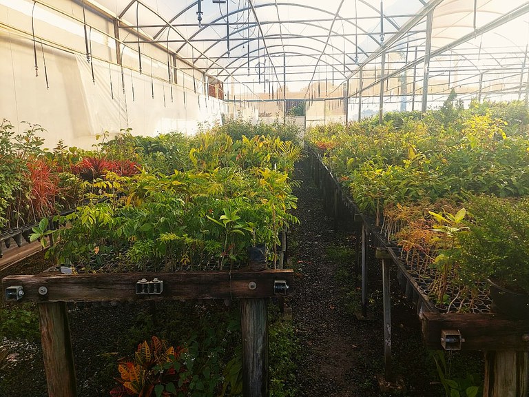 Operação do Mapa em São Paulo flagra venda irregular de mudas pela internet