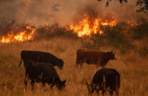 Incêndios devastam 114 mil hectares nos EUA e deixam pecuaristas sem pasto