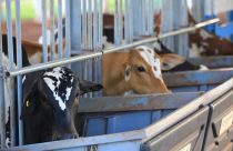 Teste de Desempenho e Eficiência Alimentar Nelore Pelagens destaca alta eficiência dos animais e atrai interesse das centrais de genética
