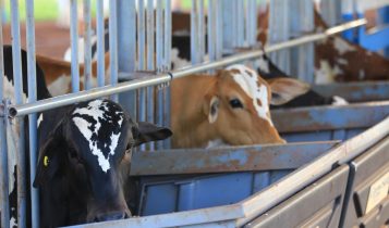 Teste de Desempenho e Eficiência Alimentar Nelore Pelagens destaca alta eficiência dos animais e atrai interesse das centrais de genética