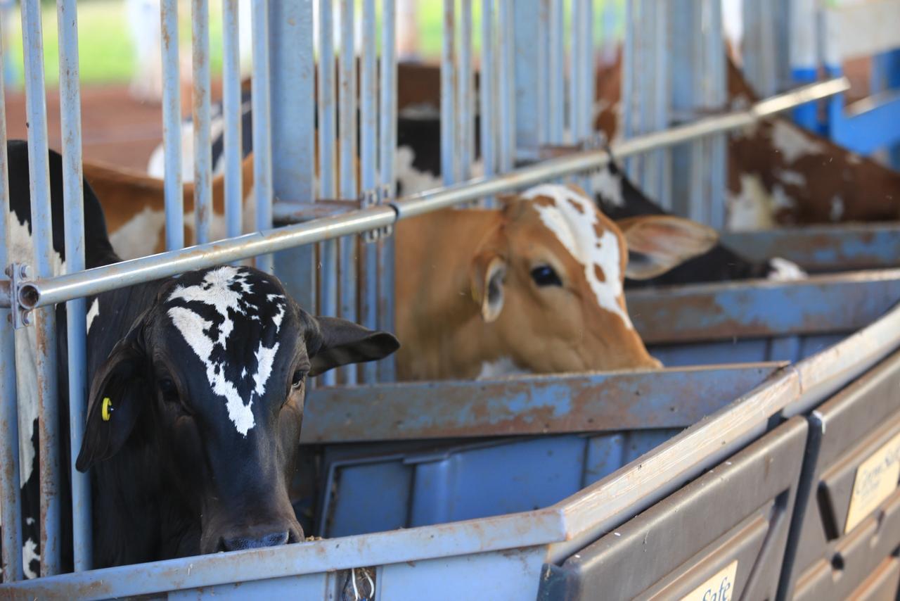 Teste de Desempenho e Eficiência Alimentar Nelore Pelagens destaca alta eficiência dos animais e atrai interesse das centrais de genética