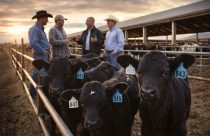 BEEF-ON-DAIRY