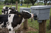 Bebedouro com bico reduz mamada cruzada e melhora o desempenho de bezerros no campo