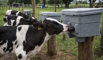 Bebedouro com bico reduz mamada cruzada e melhora o desempenho de bezerros no campo