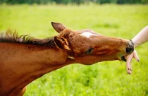 Seu cavalo morde? Entenda as causas e aprenda a corrigir antes que vire um risco