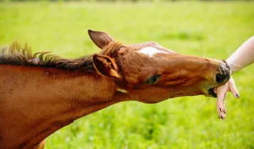 Seu cavalo morde? Entenda as causas e aprenda a corrigir antes que vire um risco