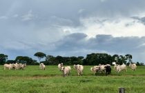 pasto produz arroba mais barata