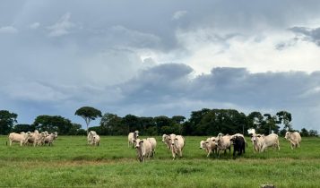pasto produz arroba mais barata