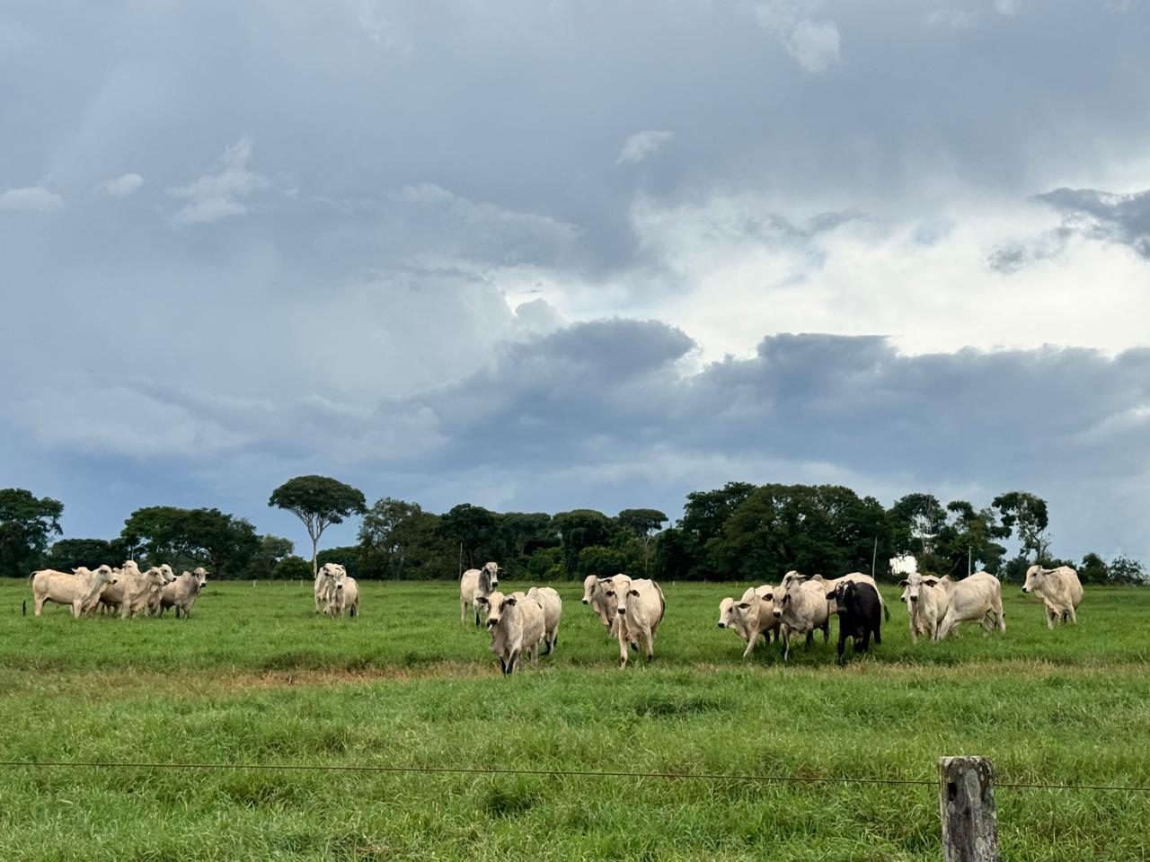 pasto produz arroba mais barata