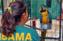 Operação resgata araras-canindés exploradas ilegalmente por pousadas