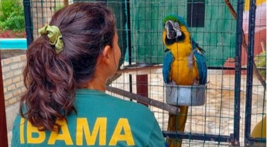 Operação resgata araras-canindés exploradas ilegalmente por pousadas