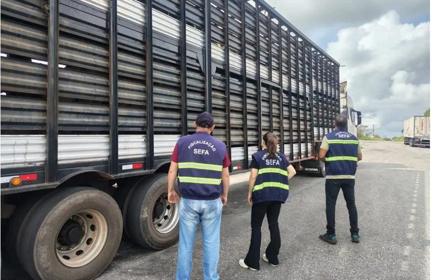 Fiscalização apreende lote de 140 bovinos avaliado em R$ 336 mil