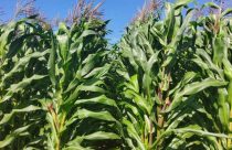 Show Rural 2026 marcará o lançamento de nova cultivar de milho branco