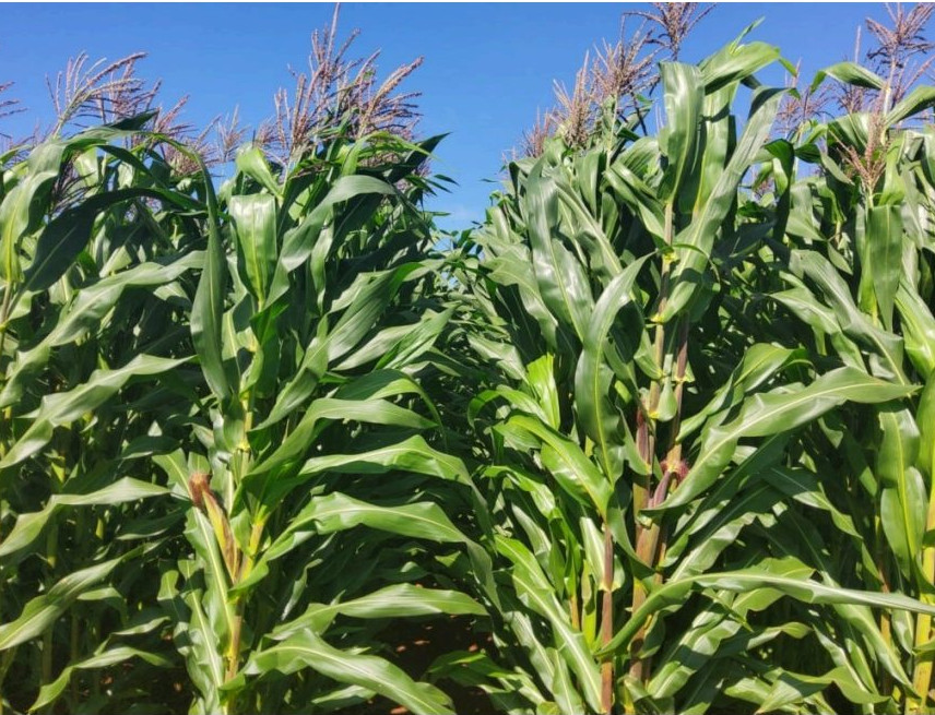 Show Rural 2026 marcará o lançamento de nova cultivar de milho branco