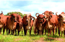 ExpoZebu 2026: Associações unificam critérios de avaliação do Gir Leiteiro