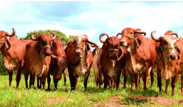 ExpoZebu 2026: Associações unificam critérios de avaliação do Gir Leiteiro