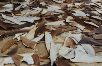 Operação apreende 1,5 tonelada de barbatanas de tubarão de origem ilegal