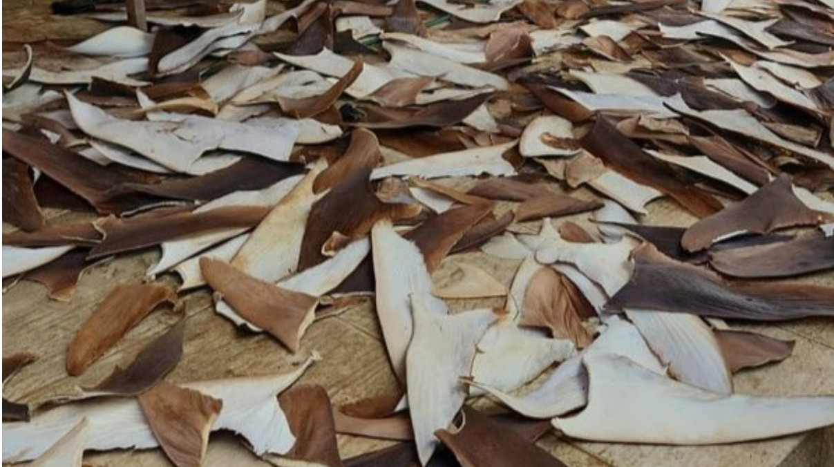 Operação apreende 1,5 tonelada de barbatanas de tubarão de origem ilegal