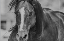 Luto no Agro: Morre Salvado Apollo, o Multicampeão que Marcou a História das Pistas