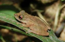 Nova espécie de perereca é identificada em Minas Gerais